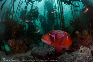 In the kelp by Tracey Jennings 